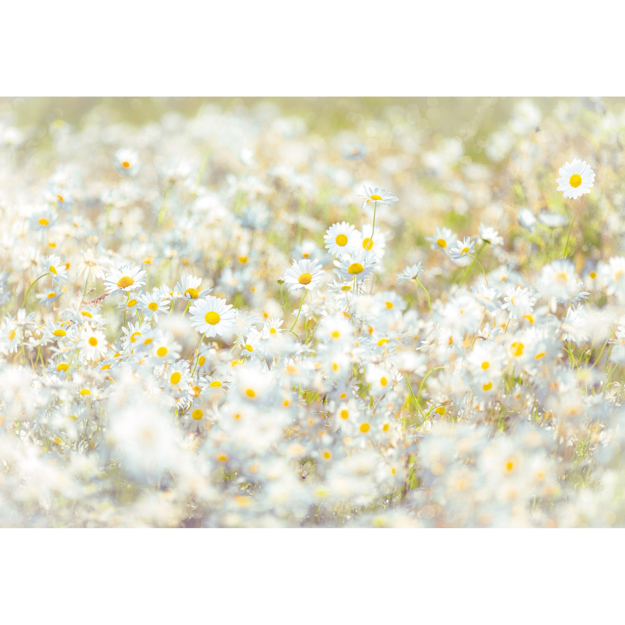 Fototapet floral Daisies Komar 8-994 Alb/Galben 368 x 254cm